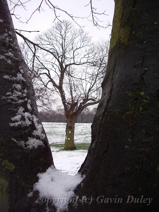 Secret world, Snow, Greenwich Park IMGP7616.JPG